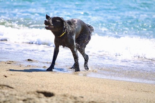 Hund kommt aus dem Meer